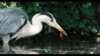 Graureiher frisst Molch Bergmolch grey heron eating Ichthyosaura alpestris Mountain newt