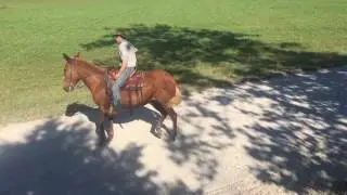 Big Jimmy.  Draft mule