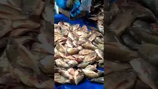 Local Village Fish Market || #fishing #cultivation #Market #fish_market