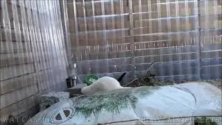 Ferrets watering can play
