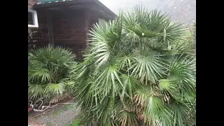 Time to fertilize palms in the North Pacific