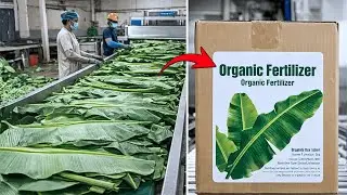 Inside the World&rsquo;s Largest High-Tech Banana Leaf Processing Factory