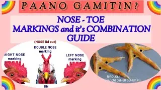 HOW TO IDENTIFY PARENTS USING NOSE & TOE MARKINGS FOR OFFSPRING'S. @JerselCHICKENBREEDER