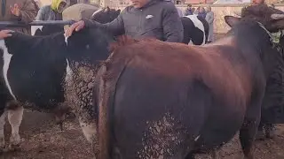 🇲🇦مباشرة من سوق الأسبوعي تلات لولاد فيني نقدم لكم أتمنة عجول عجلات تاريخ تصوير 18/2/2025