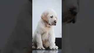 Dog lover WhatsApp status/animal lover/bird lover/monkey lover/lion & tiger lover/Kannada/Telugu.*#?
