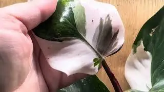 White Knight, White Knight Tricolor, or Red Anderson Philodendron? 
