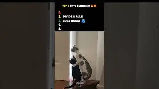 This Is What happen when cats are gahering 😂🤣 #funnycats #hahamoment #funnyvideo