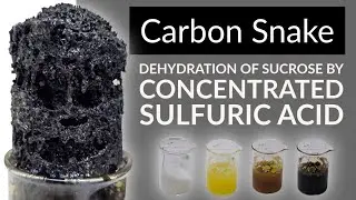 Deshidrataci&oacute;n de az&uacute;car con &aacute;cido sulf&uacute;rico concentrado (Demostraci&oacute;n de Carbon Snake) + Explica...