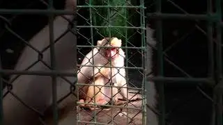 Red face Monkey / Salem ZOO #shorts #shortsviral #salem