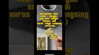 Perawatan Cabe Umur 1 Minggu Hati Hati Jangan Sampai Kurus Tinggi Langsing (Etiolasi) #hidroponik