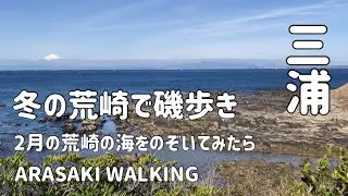 【海辺散歩】冬の荒崎で磯歩き〜2月の海の中をのぞいてみたら〜