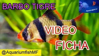 Barbo Tigre - Puntigrus tetrazona