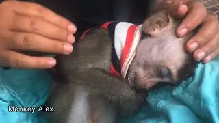 Monkey Baby Alex Happy Bathe After sleepy
