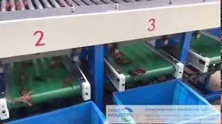 cray and lobster grading machine