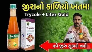 જીરાનો કાળિયો અને સુકારો જડમૂળથી ખતમ! | Tryzole + Litex Gold નો જાદુ જુઓ | Jeera Farming