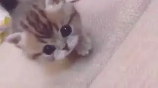 Cat Lovers Club
