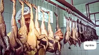 How Asian Farmer Raising Millions of Frogs and Harvest   Frog Meat Processing in Factory   Frog Farm