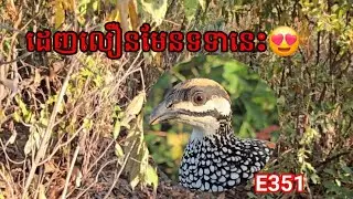 ទទាចេះចាក់តែជុងលលក1ត្បូងទម្រាំជាប់🥰