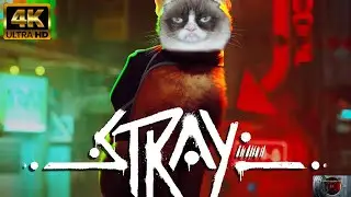 Stray Playthrough PC - HDR/60+FPS/4K/Ultra Settings - No Commentary
