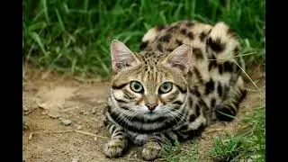 Felis nigripes - Кіт чорноногий (мураховий тигр) - black-footed cat (small-spotted cat)