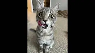 The word on the street is you messed with my gang#Shorts#Funny #Cat #Kittens