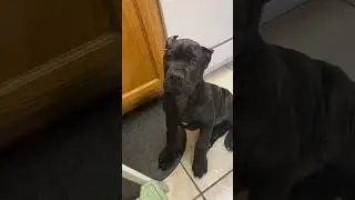 DAY 1 Ear Crop Cane Corso