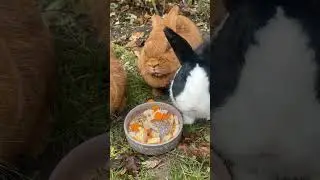 Cute Bunnies having a party 🐰🐰🐰 #shorts #asmr #funny #bunny #party #viral