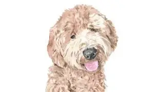 Puppy Time-lapse #1