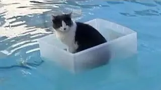 Cats Playing in Water Compilation | New Funny Videos 2025 | Wait for end 🤣🤣🤣