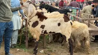 Desi Sindhi Chatre Lahore Mandi Shahpur kanjra Katu Maal Mazhar Biba Official 