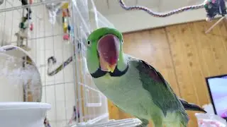 午後の放鳥LIVE インコ オウム