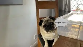 Pug barking at nothing 🤦&zwj;♀️