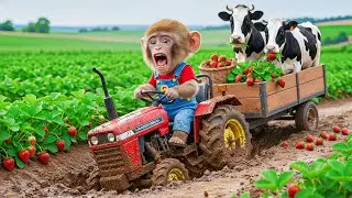 Cute Farm Life Baby Monkey Driving a Tractor Harvesting Strawberries with Cows 🐒🚜🍓🐄