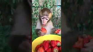 Cute Baby Monkey / Cute monkey #shorts #funny #monkey