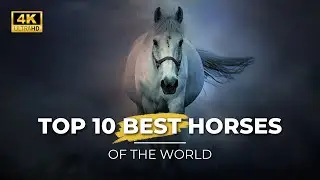 Top 10 Best Horses