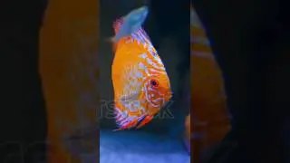 Discuss fish#shorts #super #aquariumfish #freshwaterfish #highdemand