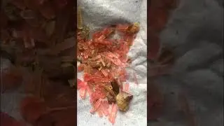 Vayrynenite rare gemstone