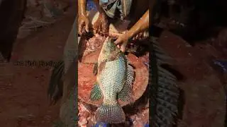 Amazing!! Delicious Talapia Fish Cutting Skills 😱 || #shorts #fishcutting_skills