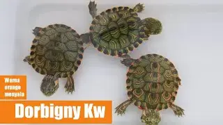 Hybrid Trachemys venusta x Yellow bellied slider
