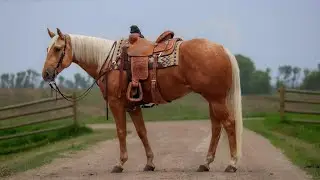 JT Im An Investment - 2021 AQHA Palomino Gelding - Top Gun Horse Sale 2026 *Sneak Peek video*