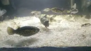 Puffer fish feeding - puffer fish indonesia
