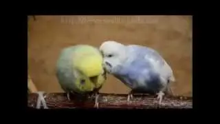 Wellensittich-Liebe!  Budgies in love!