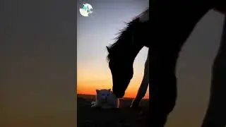 Cute Cat Video Rick