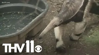 Kick off Spring Break with the Little Rock Zoo