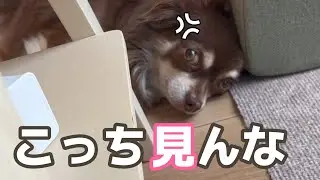 #106 意志薄弱な飼い主のせいで夢の国から戻ってきたイッヌ。