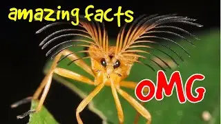 random nepali facts | नेपाली ज्ञान | नेपाली रोचक तथ्य