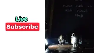 Night Time Cat Cam