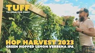 The Urban Food Forest - Hop Harvest 2023 - Picking & Home-Brewing a Green Hopped Lemon Verbena IPA.
