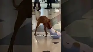 Dog Plays With Stuffed Penguin At Shopping Center