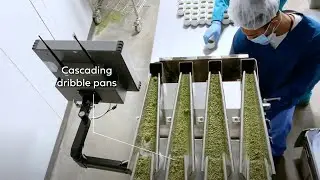 PrimoLinear Weigh Filling Machine for Milled Shake Cannabis